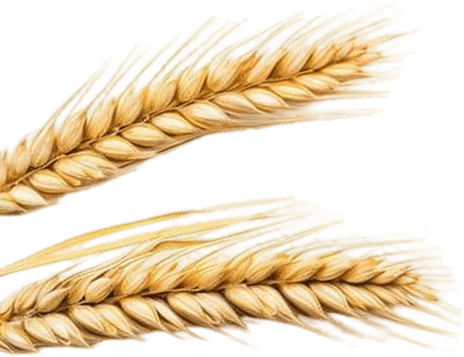 crop-wheat